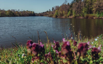 Schlierbachsee